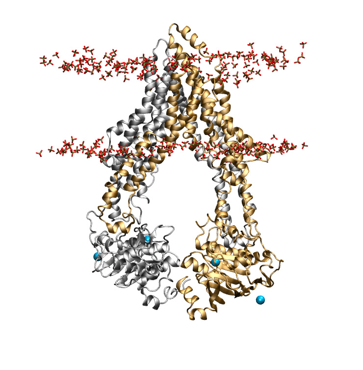 Membrane-embedded P-glycoprotein, solvated.<br>central P-gp structure from 300 ns of simulations (combined trajectories).<br><br>Click to toggle size.