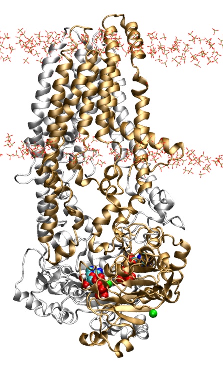 ATP-bound P-gp asymmetric membrane-embedded conformation, Run C.<br>P-gp with Mg2+ and ATP in a POPC+cholesterol membrane, cluster analysis, solvent removed.<br><br>Click to toggle size.