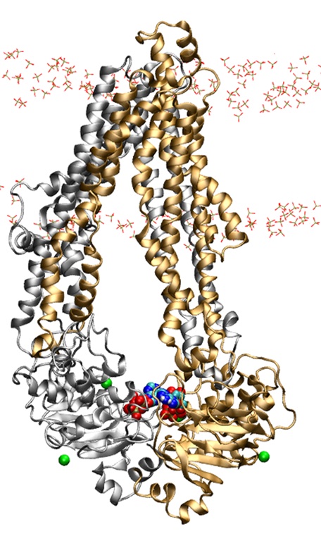 ATP-bound P-gp asymmetric membrane-embedded conformation, Run C.<br>P-gp with Mg2+ and ATP in a POPC+cholesterol membrane, cluster analysis, solvent removed.<br><br>Click to toggle size.